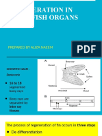 Regeneration in Zebrafish Organs