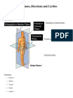 Body Planes, Direction and Cavities Outline