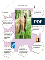 infografia del perro