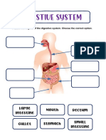 Digestive System: Mouth Large Intestine Small Intestine Rectum