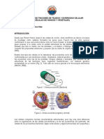 Guía Laboratorio 4. Diversidad Celular y Tinciones