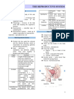 Reproductive System