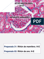 APO XIV urinario 2019