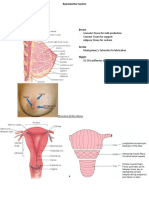 Anatomy of The Breast: Granular Tissue For Milk Production Connect Tissue For Support Adipose Tissue For Cushion