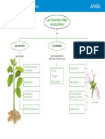 Esquema Funciones Vitales de Las Plantas