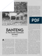 Banteng: El Peculiar Ganado de Bali