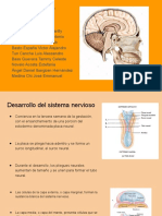 Sistema Nervioso (3)