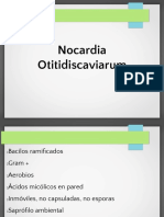 Nocardia Otitidiscaviarum
