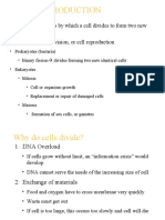 4 - Cell Cycle