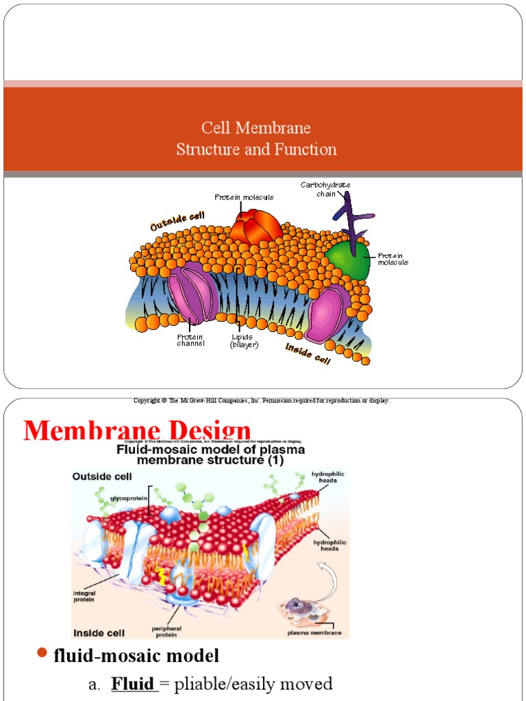 Cell Membrane Structure | PDF
