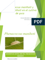 Diapositivas Sobre Phenacoccus Manihoti y Vatiga Manihoti