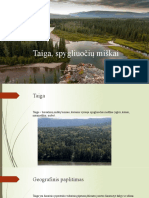 Taiga, Spygliuočių Miškai