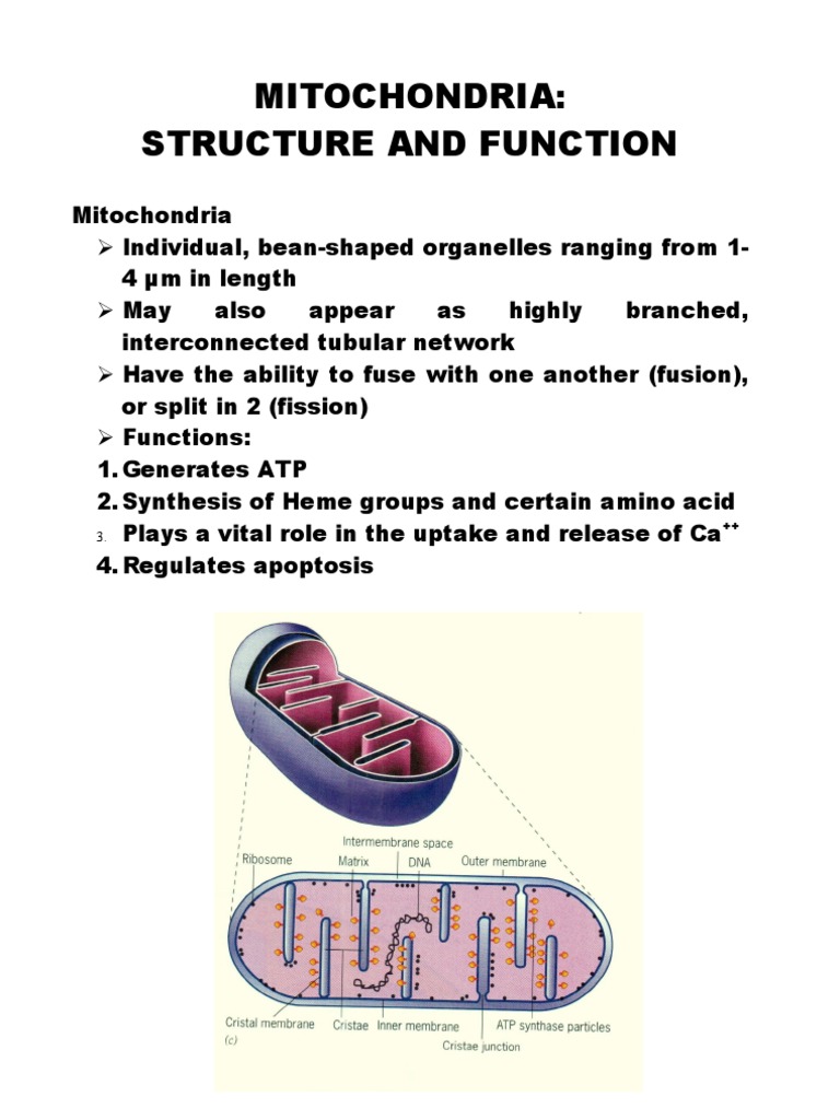 Part 7 Lecture Mitochondria | PDF | Mitochondrion | Electron Transport ...