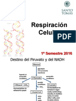08-Semana Clase Sesion 16-17-Respiracion Celular 2s2015