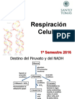 Respiración celular: Ciclo de Krebs y cadena transportadora de electrones