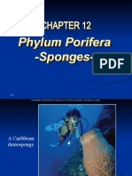 Phylum Porifera - Sponges-Phylum Porifera - Sponges