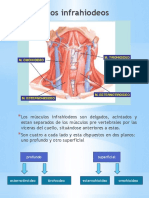 Músculos Infrahiodeos