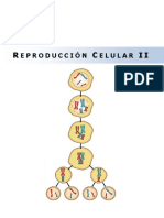 BM10 - Reproducción Celular II