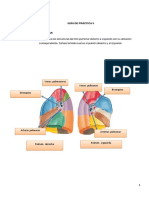 Anatomia Practic