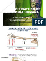 REPASO PRÁCTICO-OSTEOLOGÍA M.S.