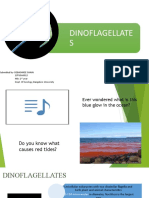 Dino Flagellate S