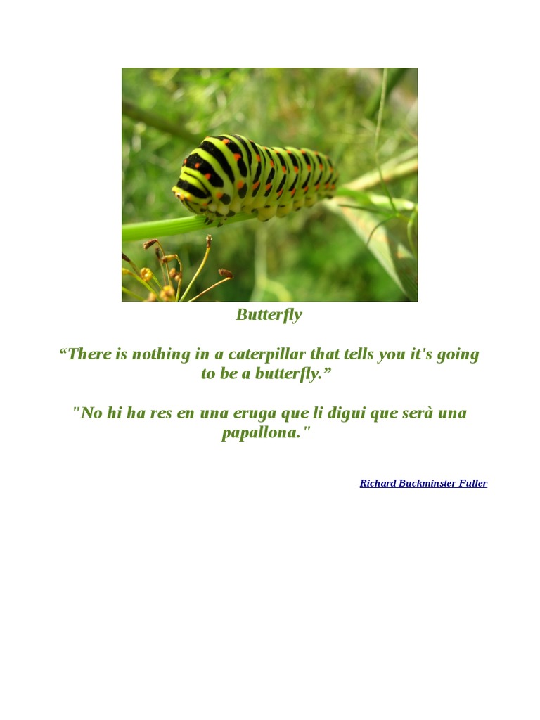 Butterfly | PDF