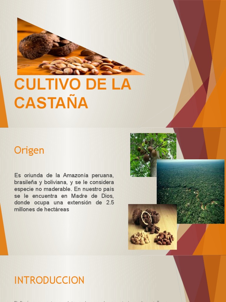 Castaña 2 | PDF | Selva amazónica | Perú