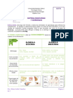 Descri Ción Del Sistema Endocrino y Hormonas