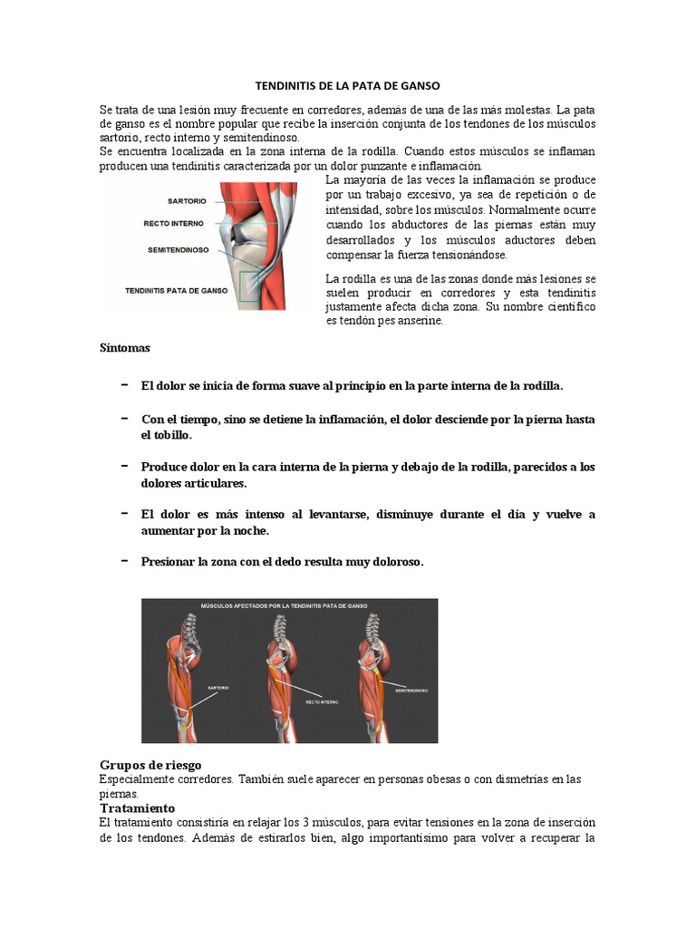 Tendinitis de la Pata de Ganso: Guía Completa | PDF | Rodilla | Pie