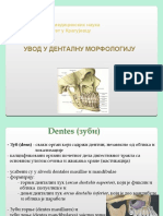 Dentalna Anatomija - Uvod U Dentalnu Morfologiju