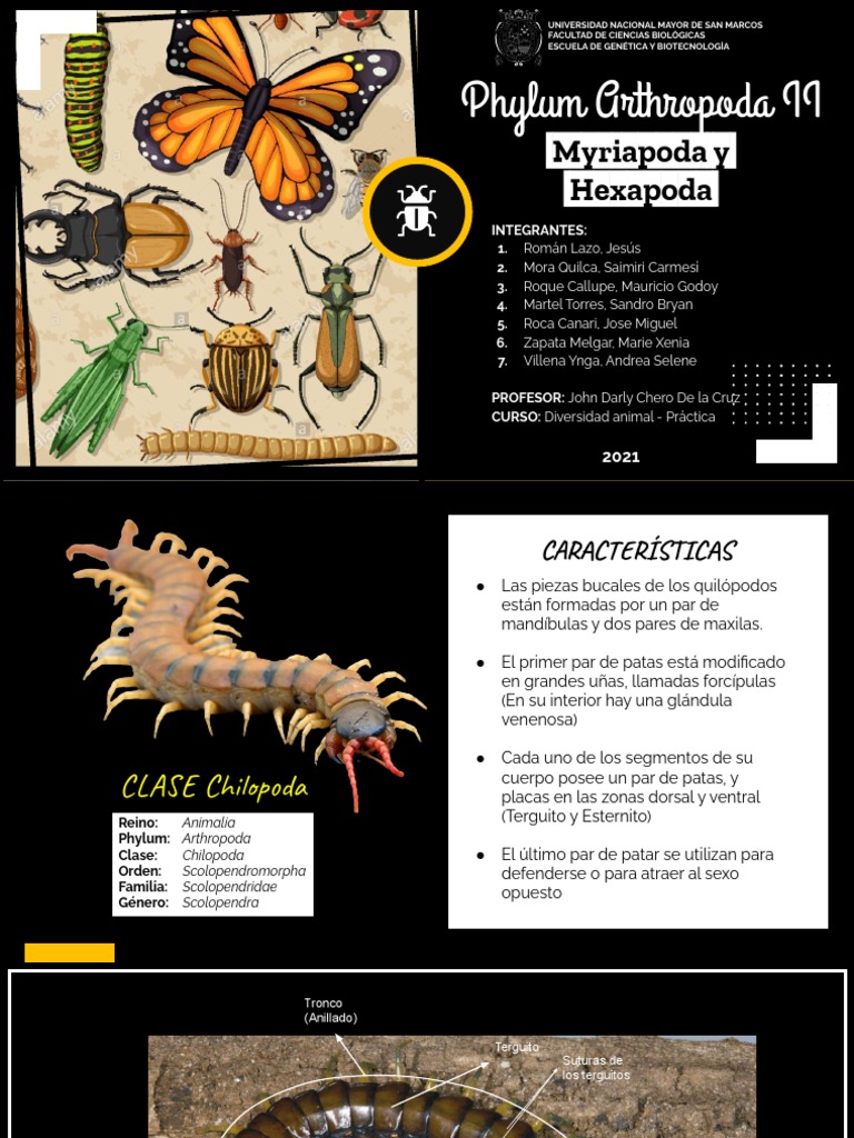 Phylum Arthropoda II - GRUPO 3 | PDF | Hexapoda | Insectos