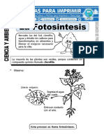 Ficha de La Fotosintesis Para Segundo de Primaria (1)