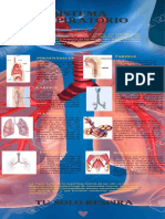 Sistema Respiratorio