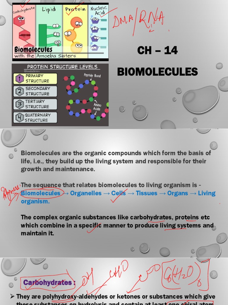 Bio Molecules - Chemistry Class 12 (CBSE) | PDF | Rna | Carbohydrates
