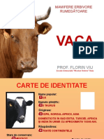 Vaca