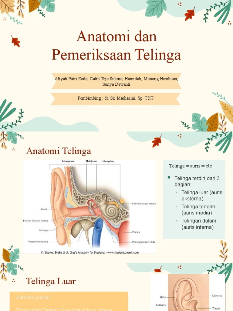 Anatomi dan Pemeriksaan Telinga | PDF