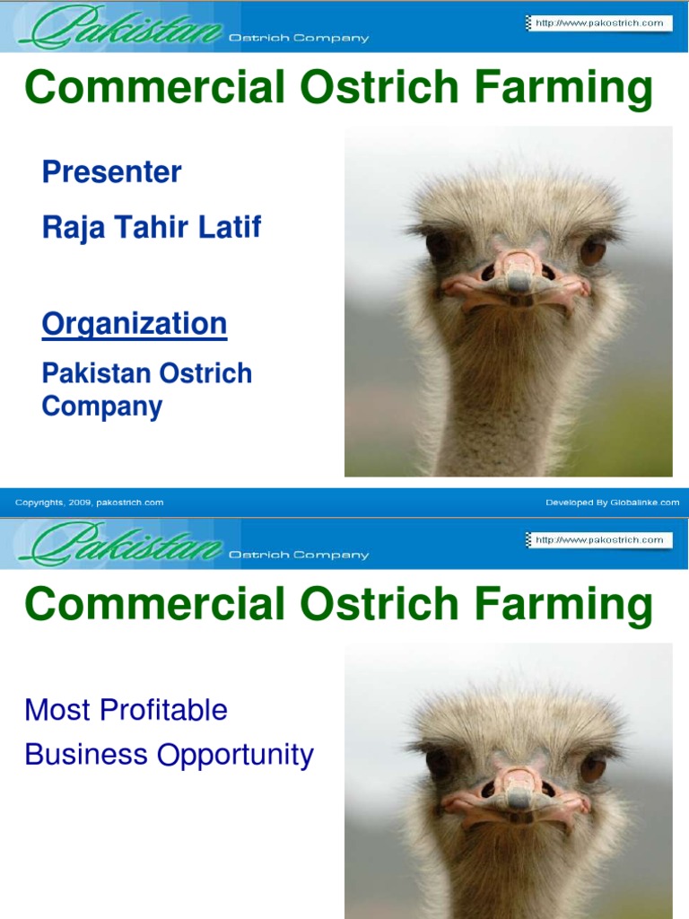 Ostrich Farming | Livestock | Agriculture