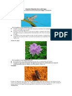 Especies bioindicadoras del agua: Ephemeroptera, Jacinto de agua, Corixidae y Trichoptera