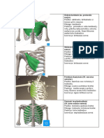 Krūtinės, Pilvo, Nugaros Raumenys
