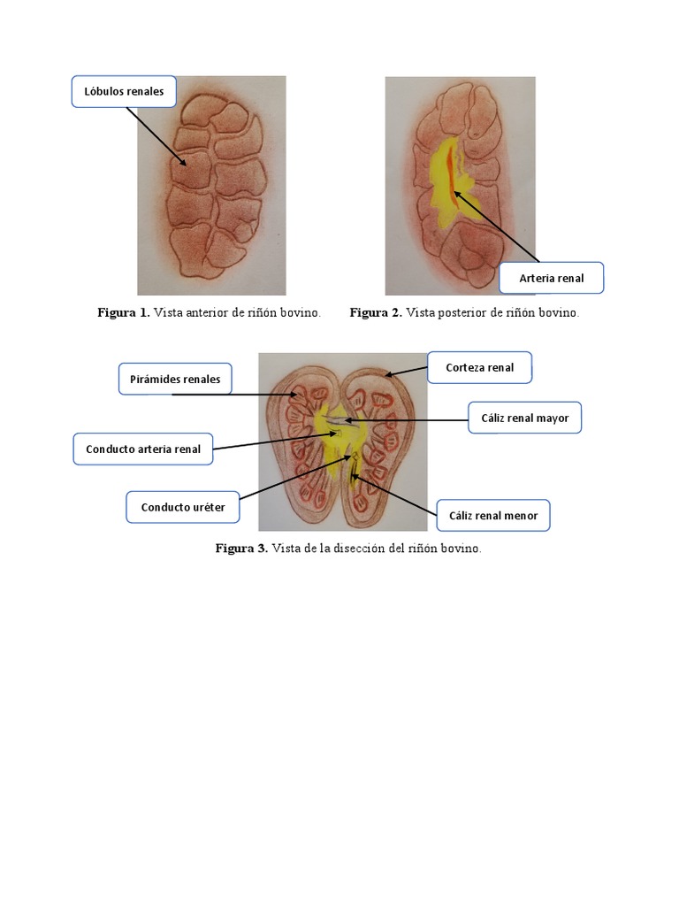 Anatomía del Riñón Bovino | PDF