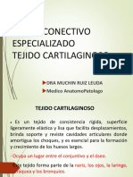 NUEVA CLASE VIRTUAL TEJIDO CONECTIVO ESPECIALIZADO, CARTILAGINOSO Ucv PDF