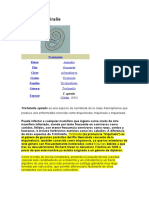 Trichinella Spiralis - Parasitologia Parasito 1 - 3 EXPO