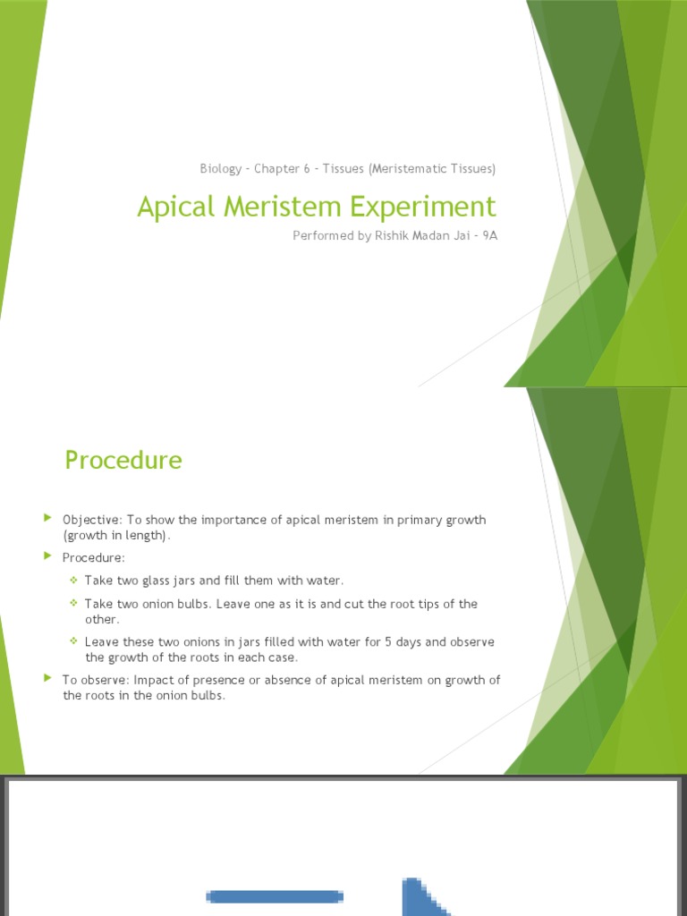 Apical Meristem Impact on Onion Growth | PDF | Science & Mathematics