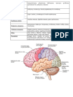 Galvos Smegenų Skiltys