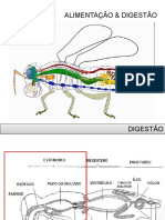 3 - Insecta - Alimentação - Digestão - AP. Bucais