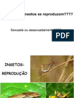 4 - Insecta - Reproducao_Desenvolvimento