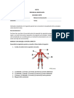 Parcial Morfología