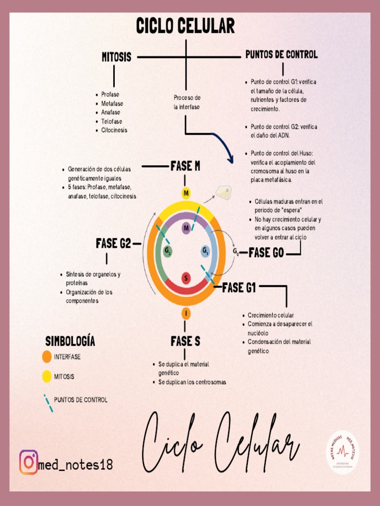 Mapa Mental Fases Y Puntos De Control Del Ciclo Celular Pdf Mitosis
