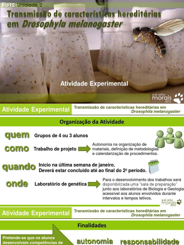 Transmissão Hereditária em Drosophila | PDF | Drosophila Melanogaster ...