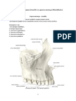 Анатомија на горна и долна вилица